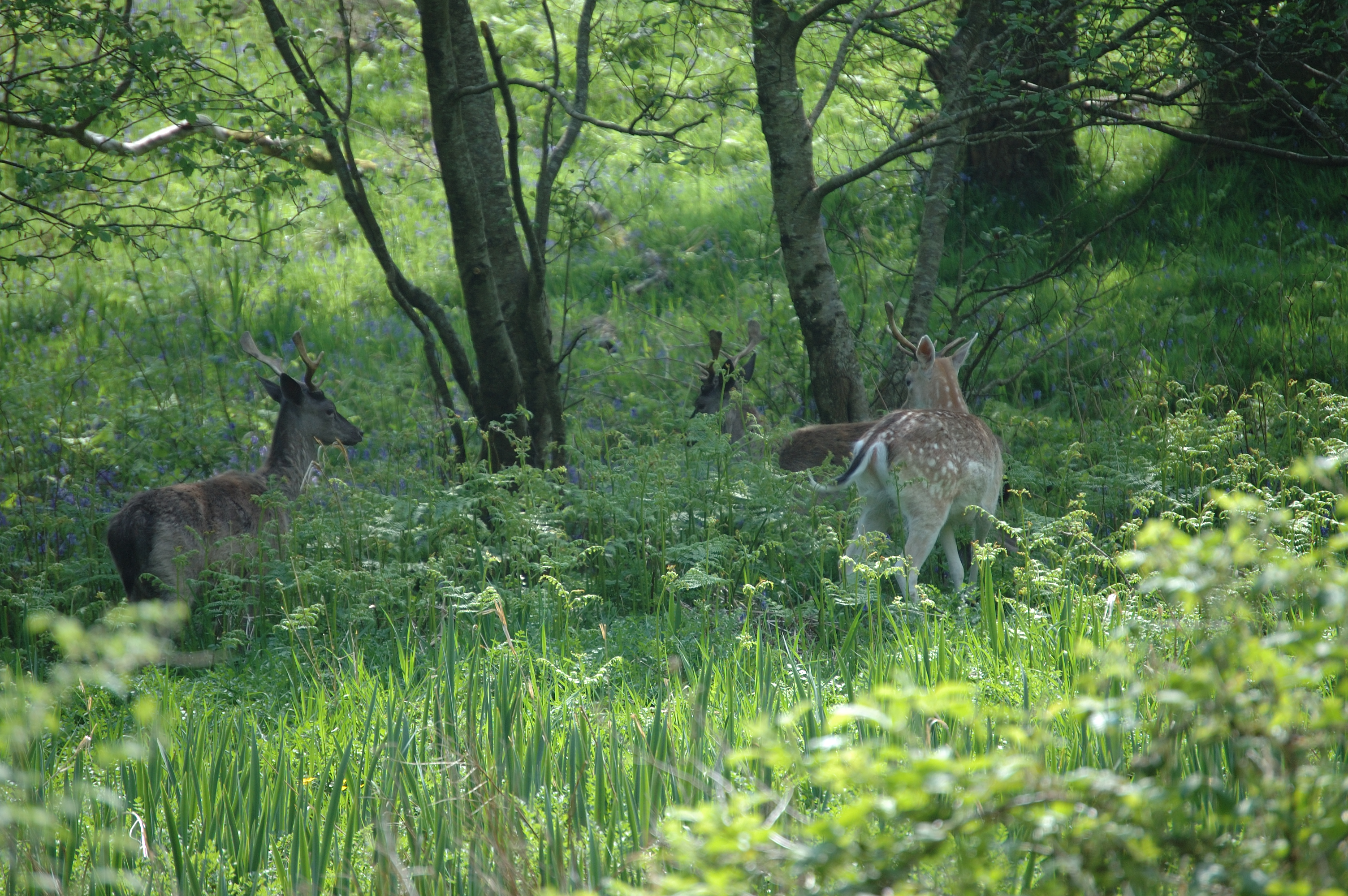 photos/wildlife/Mammal_Species/Fallow_Deer/Scotland 2008 1398.jpg